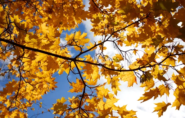 Картинка осень, небо, листья, облака, дерево, клен