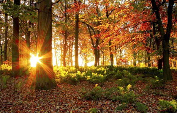 Картинка лес, солнце, свет, деревья, листва, Осень
