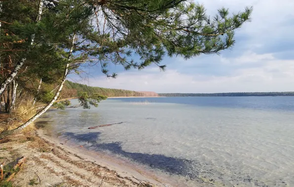 Вода, озеро, сосны, дерево над водой
