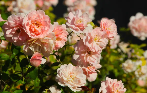 Flower, garden, roses