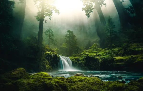 Лес, деревья, пейзаж, природа, туман, берег, водопад, картина