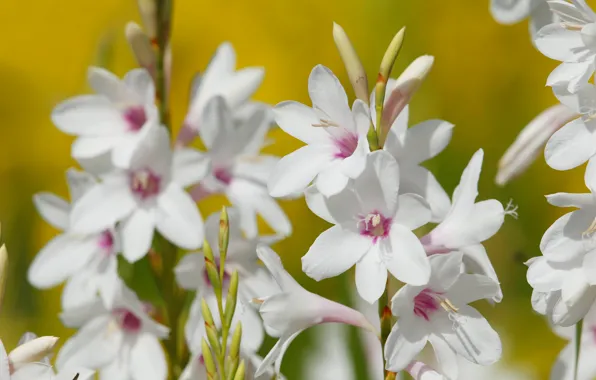 Макро, лепестки, Тубероза