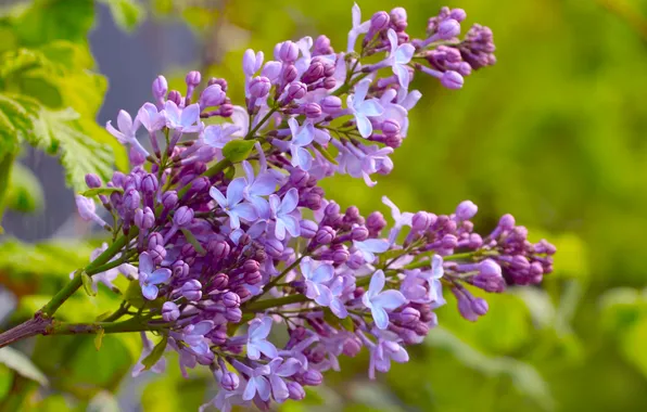 Spring, lilac, twig