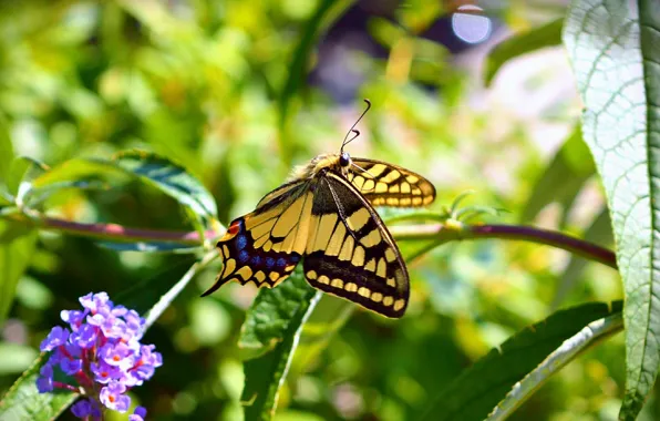 Картинка Макро, Бабочка, Цветочки, Flowers, Macro, Butterfly