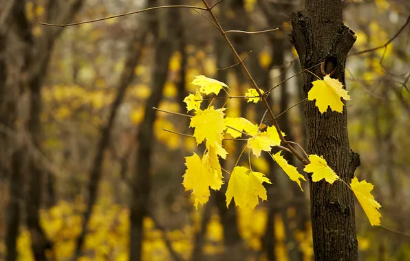 Осень, листья, деревья, ветка