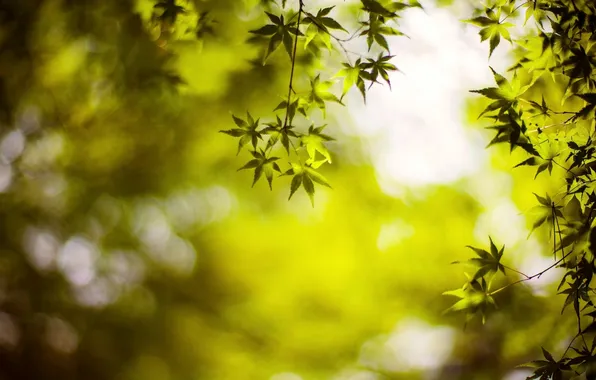 Листья, макро, зеленый, фон, дерево, обои, размытие, wallpaper