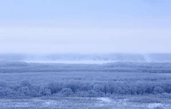 Картинка поле, деревья, пейзаж, туман