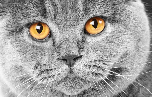 Картинка кошка, глаза, кот, усы, морда, шерсть, нос