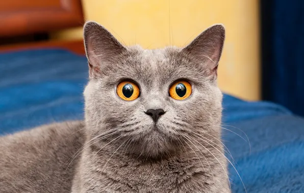 Кошка, кот, взгляд, поза, серый, портрет, мордашка, британский