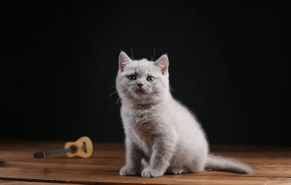 Кошка, котенок, серый, доски, гитара, малыш, черный фон, котёнок