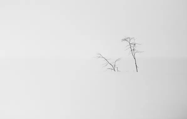 Картинка снег, деревья, природа, минимализм