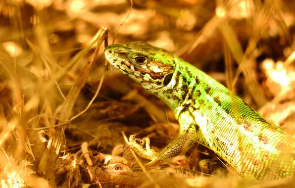 Картинка трава, природа, ящерица