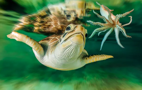 Картинка черепаха, Австралия, подводный мир