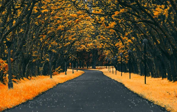 Дорога, осень, листья, деревья, Autumn