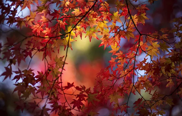 Осень, листья, ветки, клён