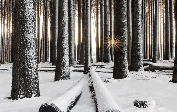 Зима, лес, снег, деревья, лучи солнца