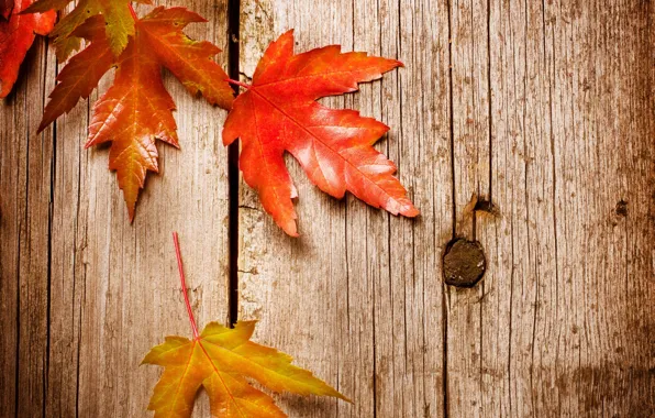 Осень, листья, фон, клен, древесина