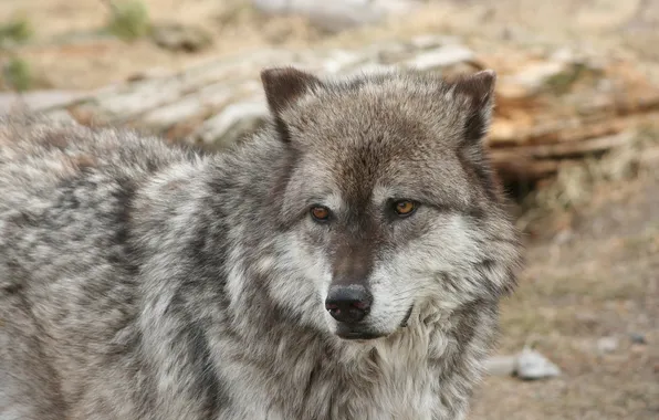 Картинка nature, snow, predator, face, animal, wolf, wildlife, portrait