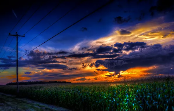 Картинка пейзаж, закат, провода, кукуруза