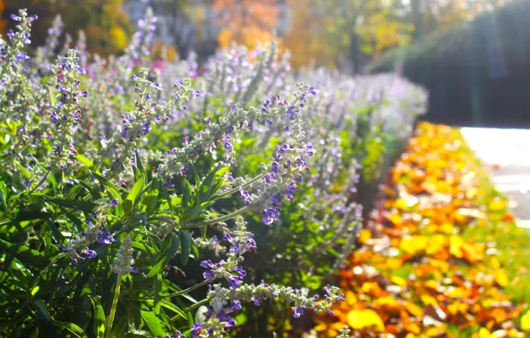 Flower, park, garden, spring, blooming