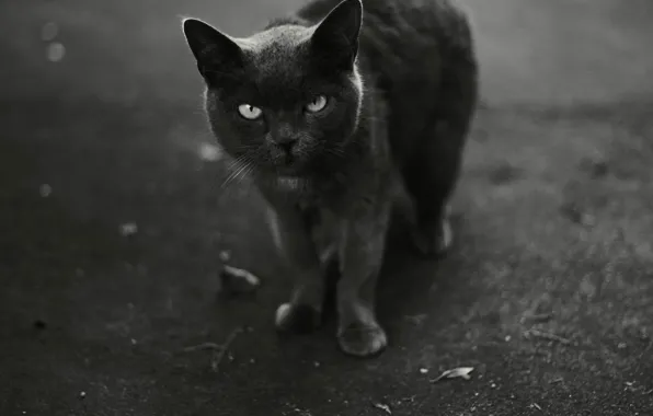 Картинка кот, черно-белое, смотрит
