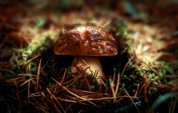Картинка nature, macro, mushroom, macro photography