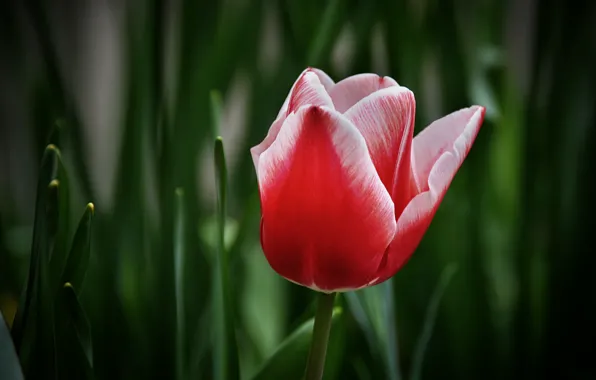 Картинка Боке, Bokeh, Red tulip, Красный тюльпан