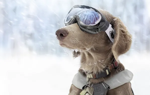 Картинка зима, снег, собака, очки, спортивные, горнолыжные