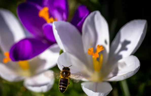 Картинка цветы, пчела, насекомое, крокус