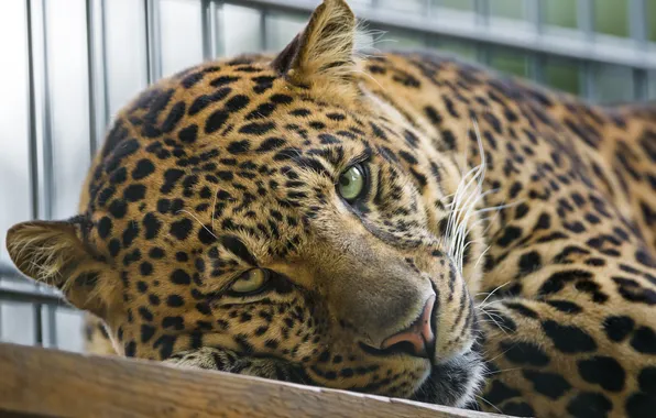 Картинка кошка, взгляд, морда, леопард, ©Tambako The Jaguar
