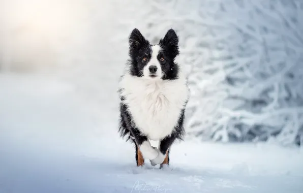 Зима, снег, собака, прогулка, боке, Бордер-колли, Екатерина Кикоть