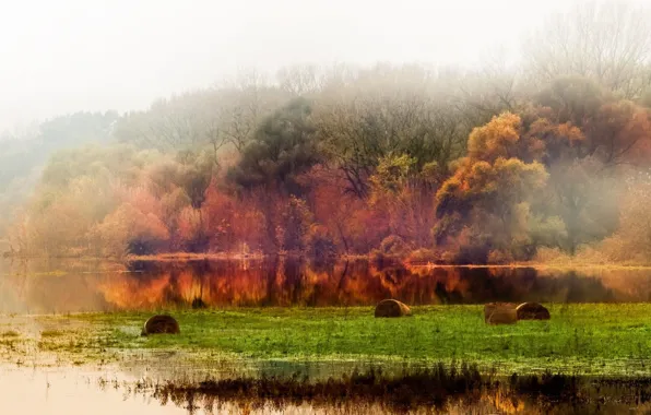 Картинка осень, лес, пейзаж, листва, водоем, photographer, Tomas Hauk