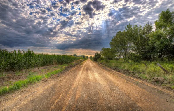 Картинка дорога, поле, облака, кукуруза, лучи солнца