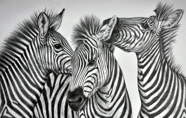 Картинка фон, рисунок, зебры