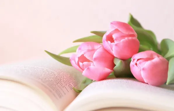 Картинка цветы, тюльпаны, книга