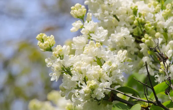 White, flower, spring, lilac, twig