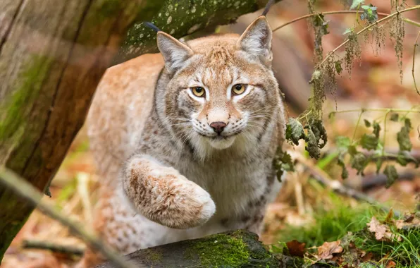 Лес, кошка, трава, взгляд, морда, поза, дерево, лапа