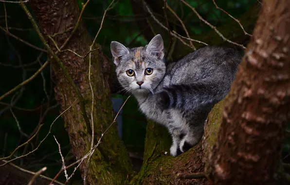Кошка, кот, взгляд, ветки, природа, поза, темный фон, котенок
