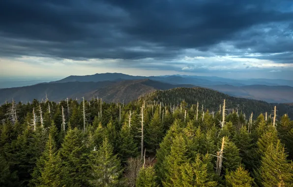 Картинка лес, небо, природа