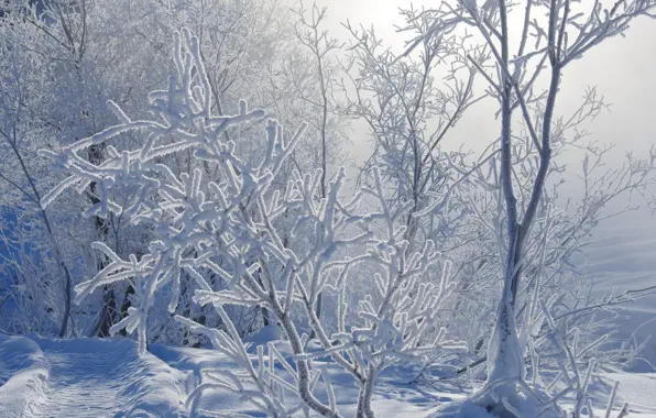 Картинка зима, иней, снег, ветки, природа, дорожка, тропинка, кусты