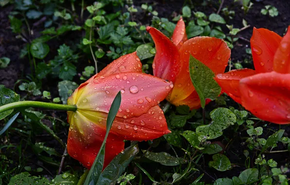 Картинка Rain, Drops, Капли Дождя, Red tulips, Красные тюльпаны