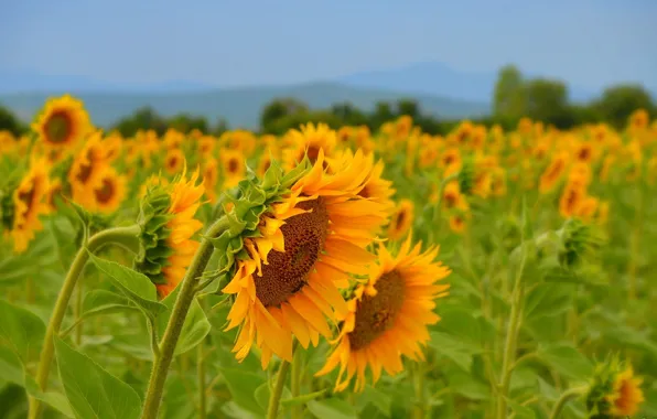 Картинка Поле, Лето, Подсолнухи, Summer, Field, Sunflowers