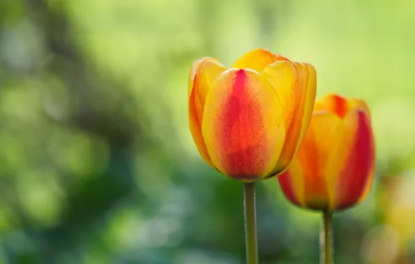Тюльпан, весна, лепестки