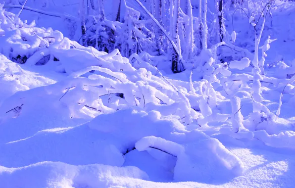 Park, winter, snow, cold, twig
