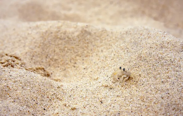 Песок, краб, песчинки