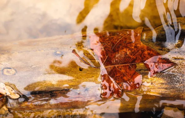 Листья, вода, макро