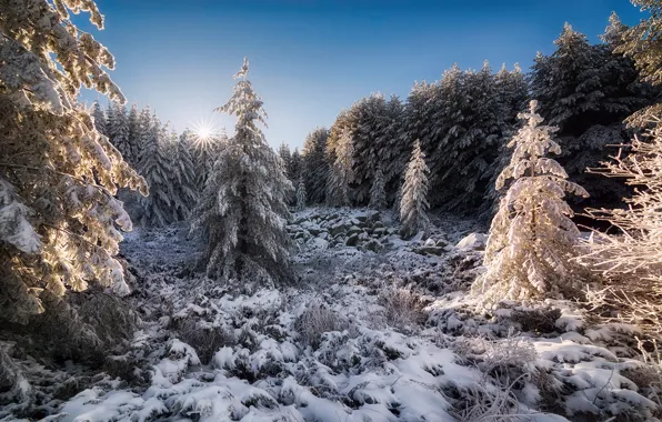 Картинка осень, лес, солнце, снег, Болгария, горный массив, Ноябрь, Витоша