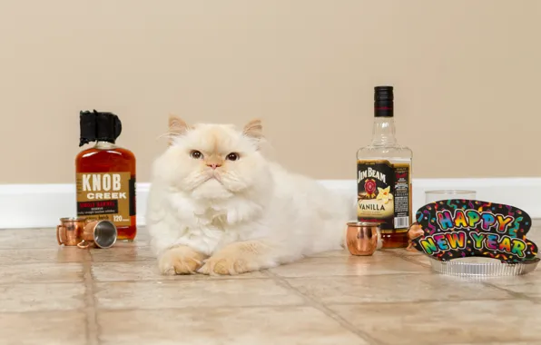 Кошка, белый, кот, стена, праздник, надпись, плитка, бокалы