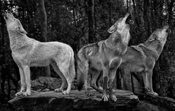 Картинка nature, snow, predator, face, animal, wolf, wolves, wildlife