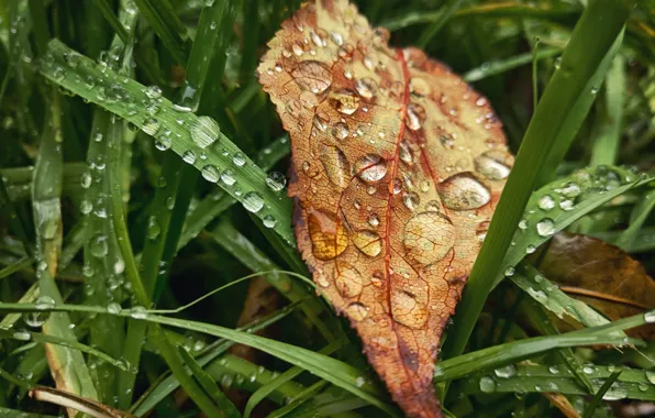 Осень, трава, листья, капли, макро, лист, дождь, настроение